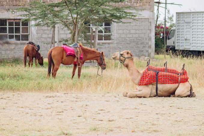 Camel Riding